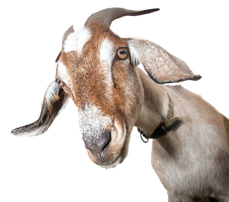 Goat-Big Goat-Big